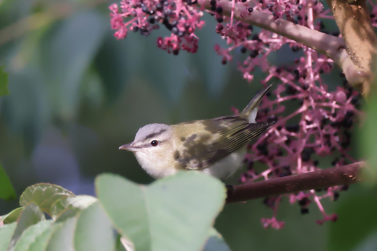 Red-eyed Vireo - ML487081471