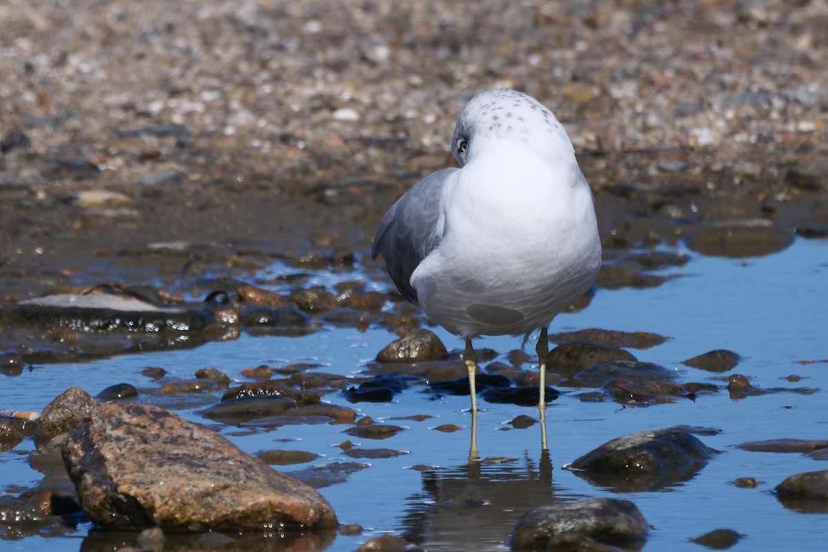 Ring-billed Gull - ML487082361