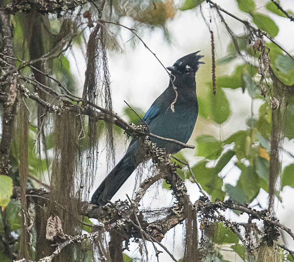 Steller's Jay - ML487082621