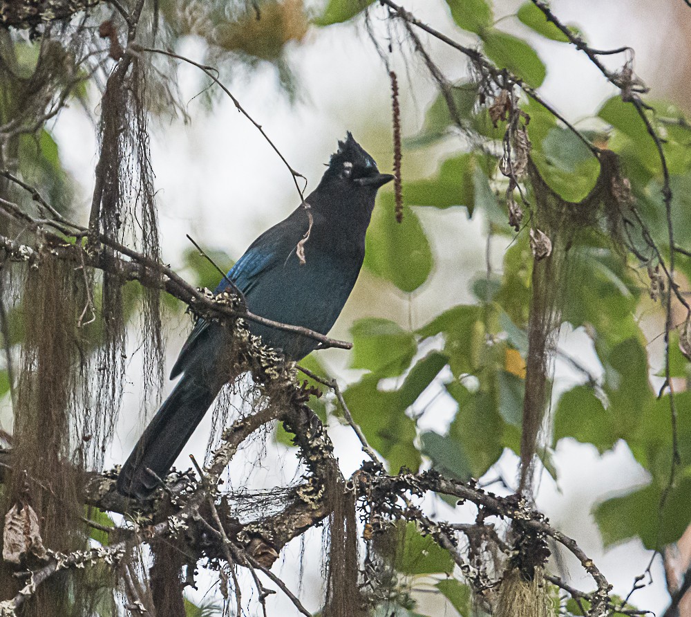 Steller's Jay - ML487082631