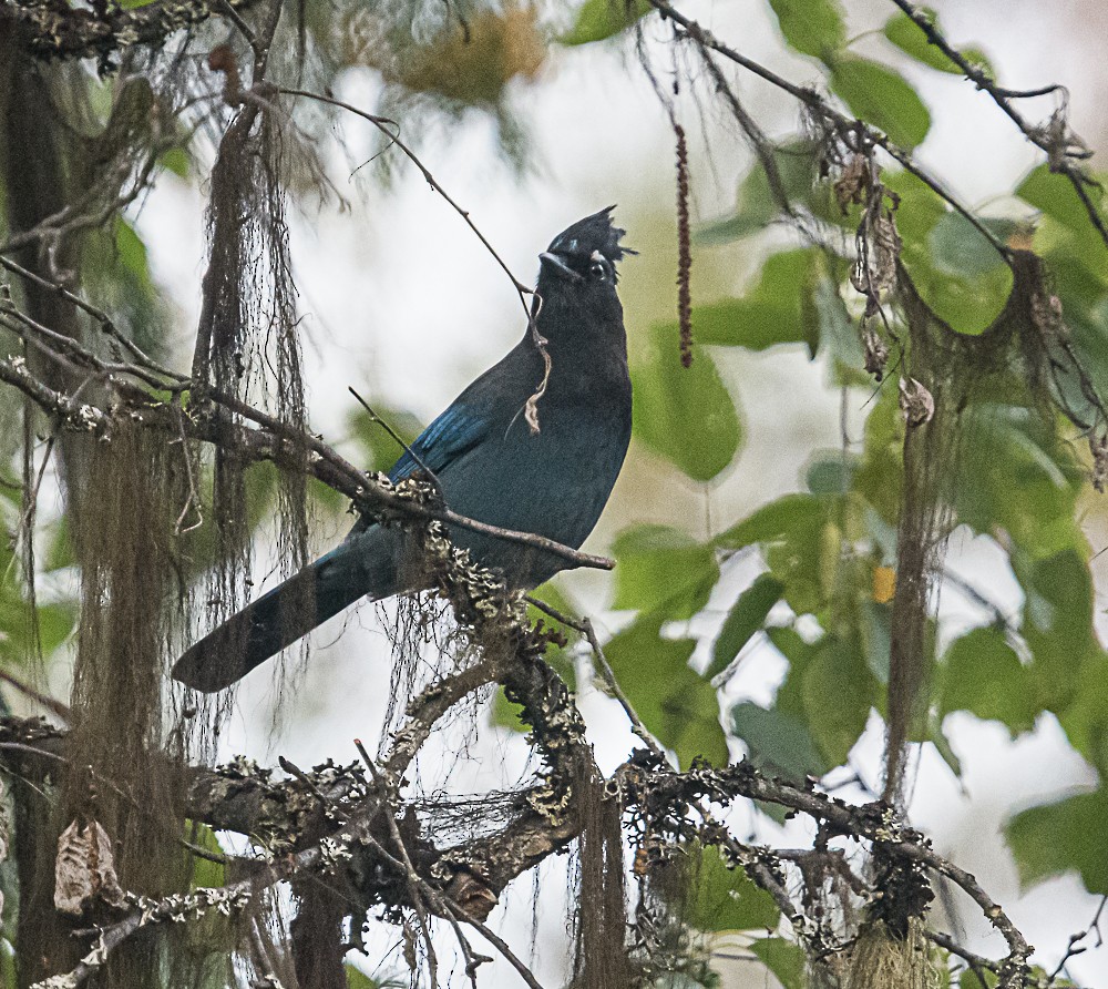 Steller's Jay - ML487082641