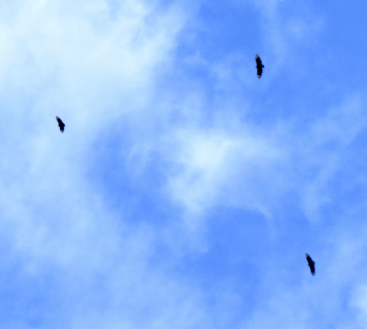 Black Vulture - ML487083711