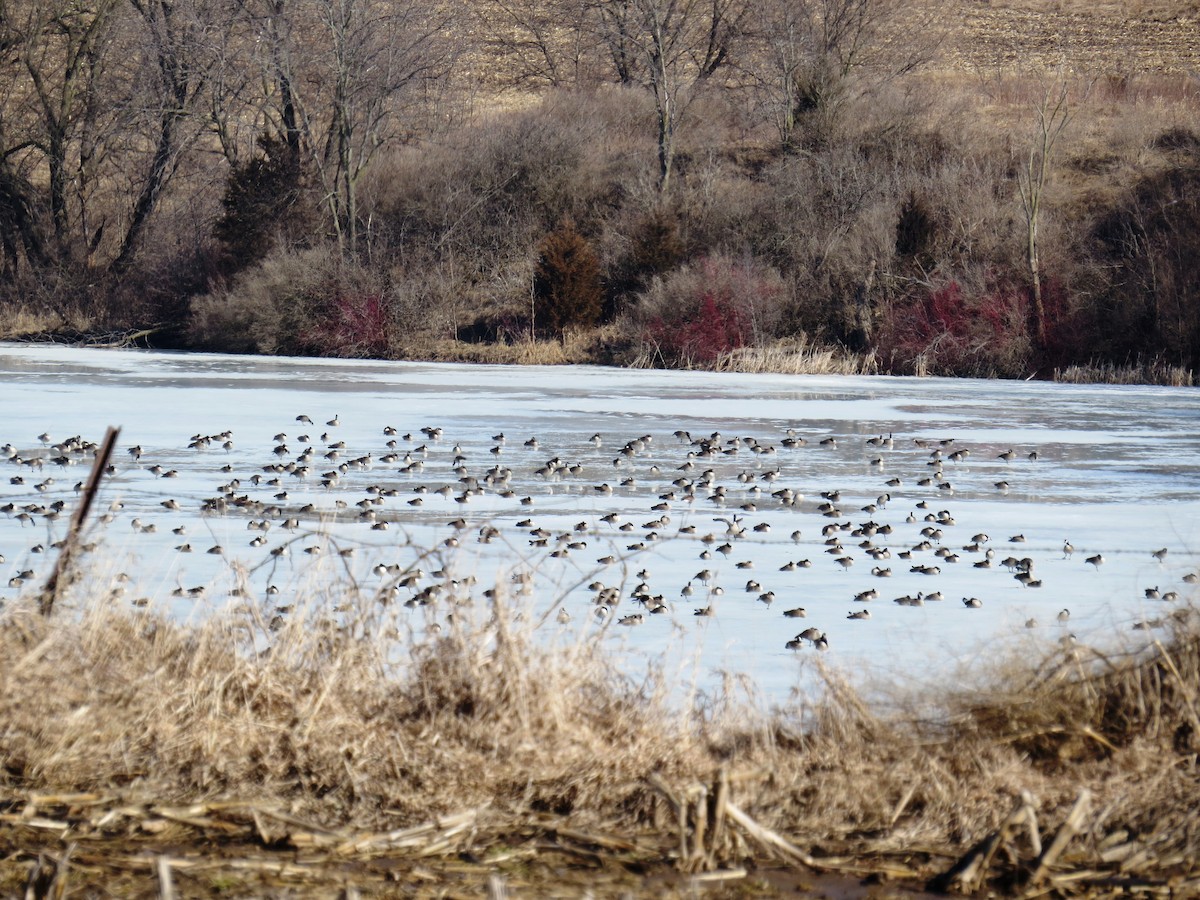 tanımsız kaz (Anser/Branta sp.) - ML48708531