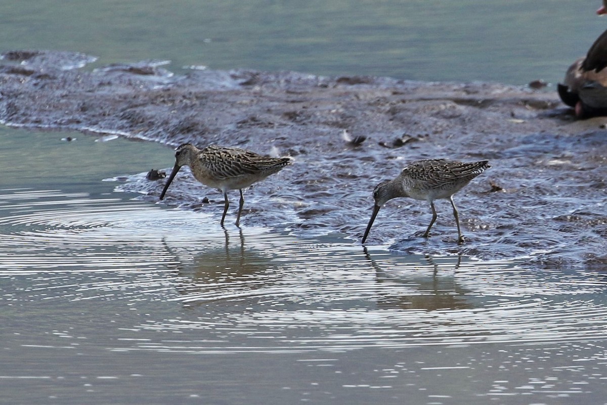 Short-billed Dowitcher - ML487086041