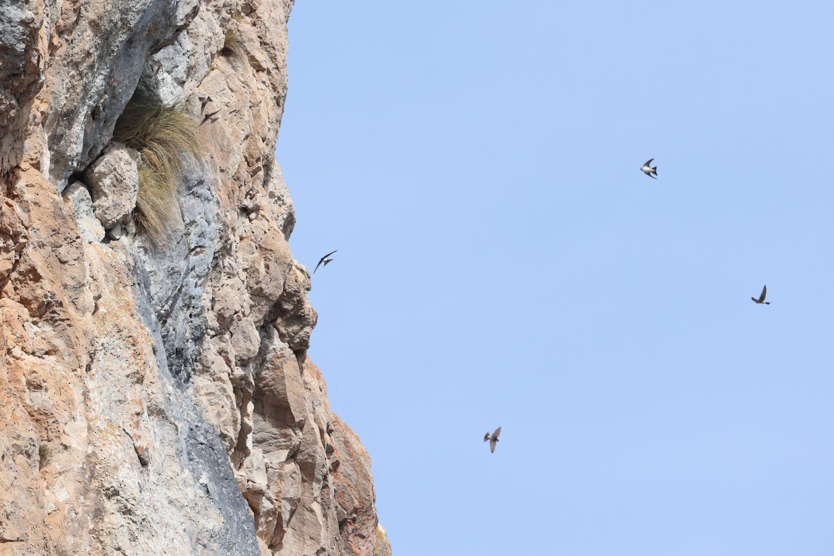 Western House-Martin - ML487086771