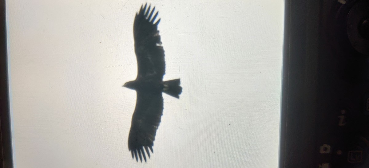 Greater Spotted Eagle - ML487087211