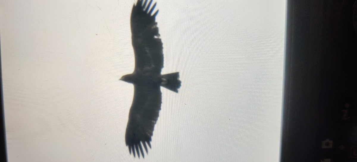 Greater Spotted Eagle - ML487087231