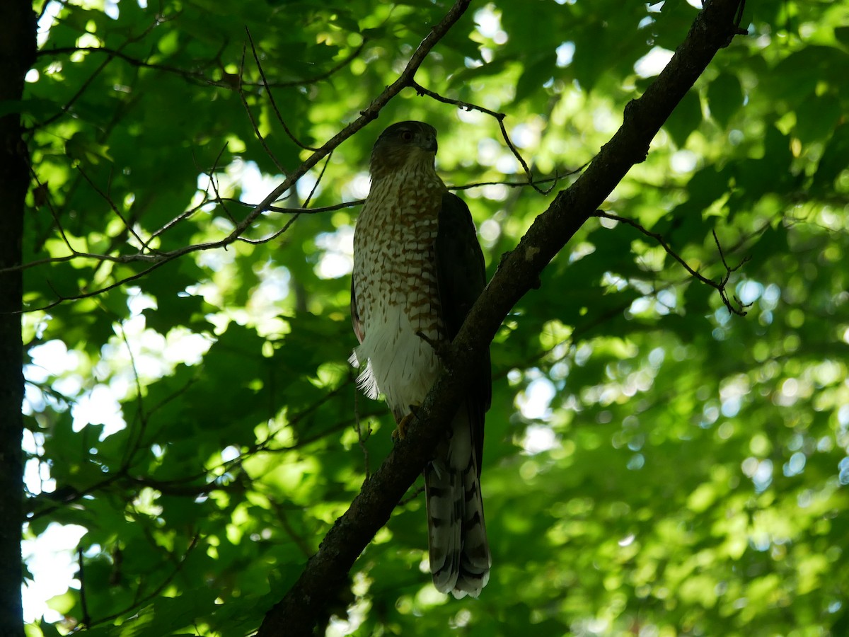 Cooper's Hawk - ML487090591