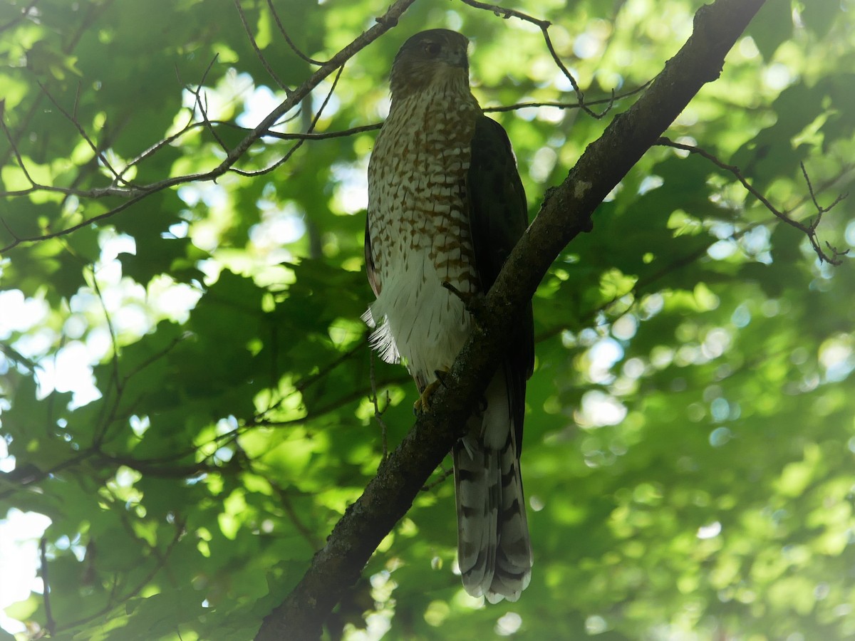 Cooper's Hawk - ML487090641