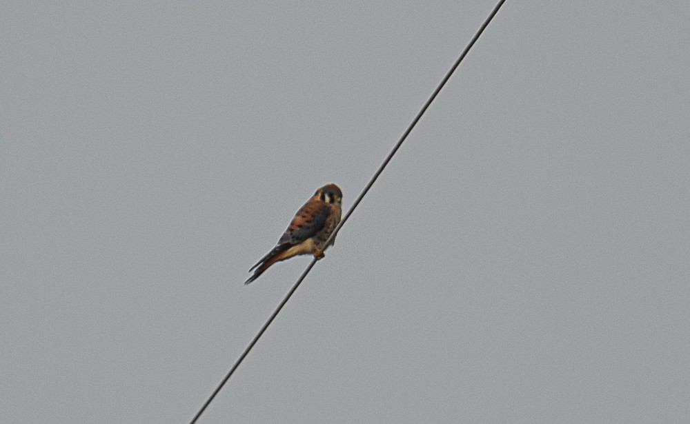 American Kestrel - ML487091451