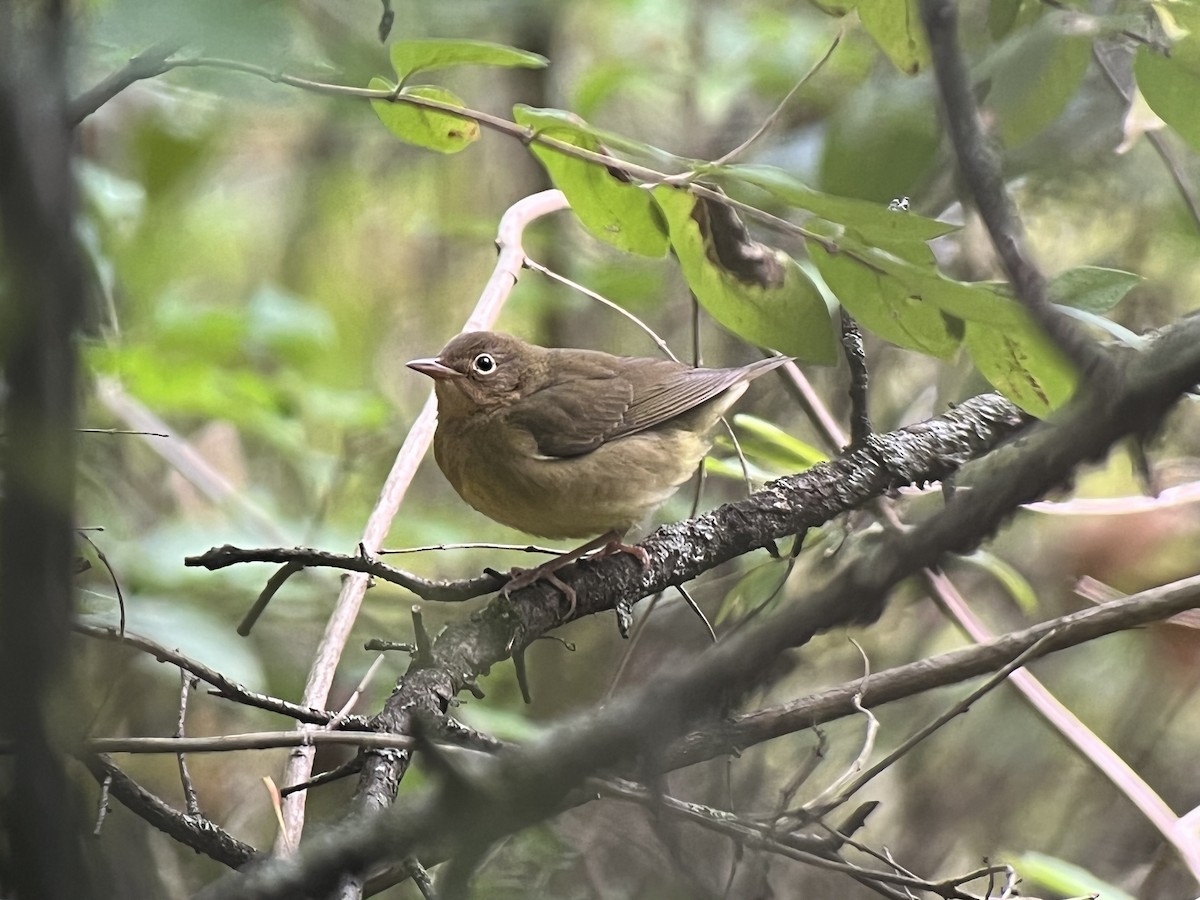 Connecticut Warbler - David Hof