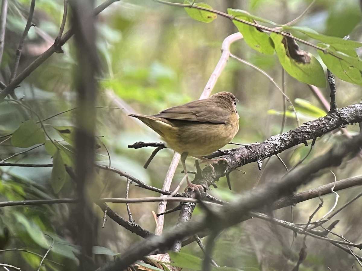 Connecticut Warbler - ML487091941