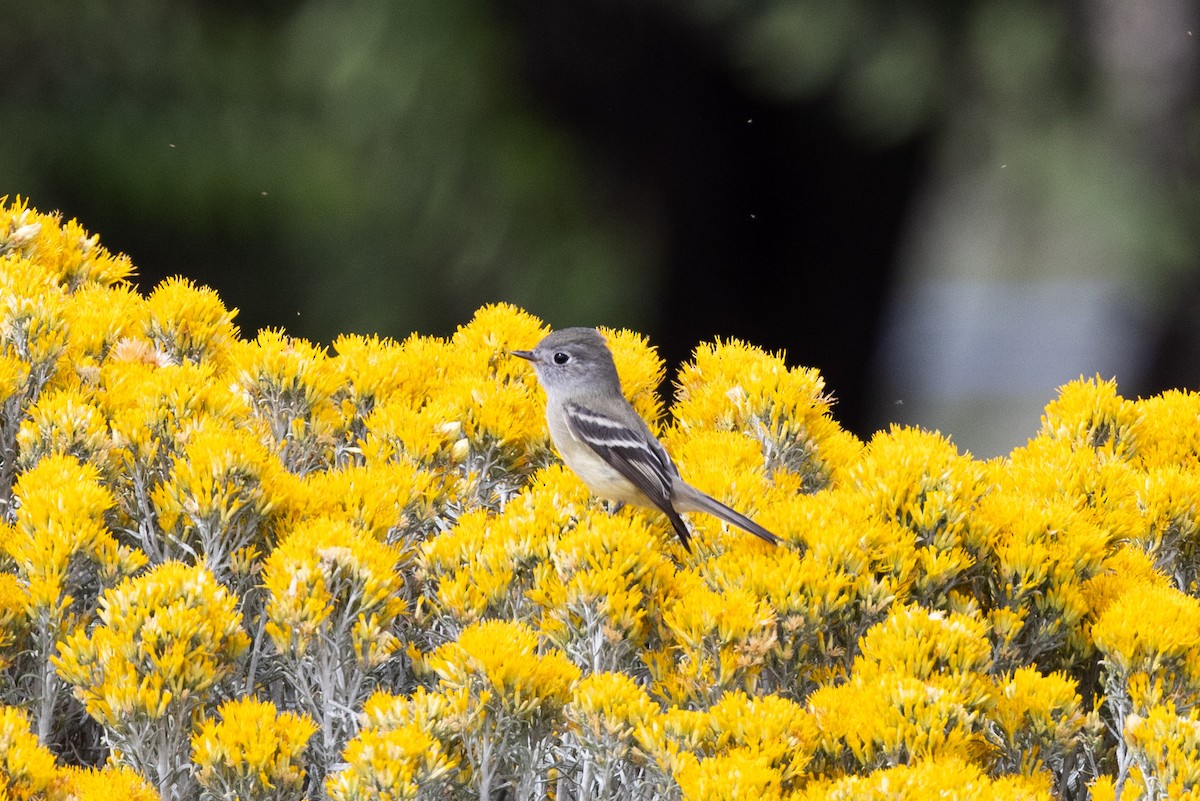 Hammond's Flycatcher - ML487092251