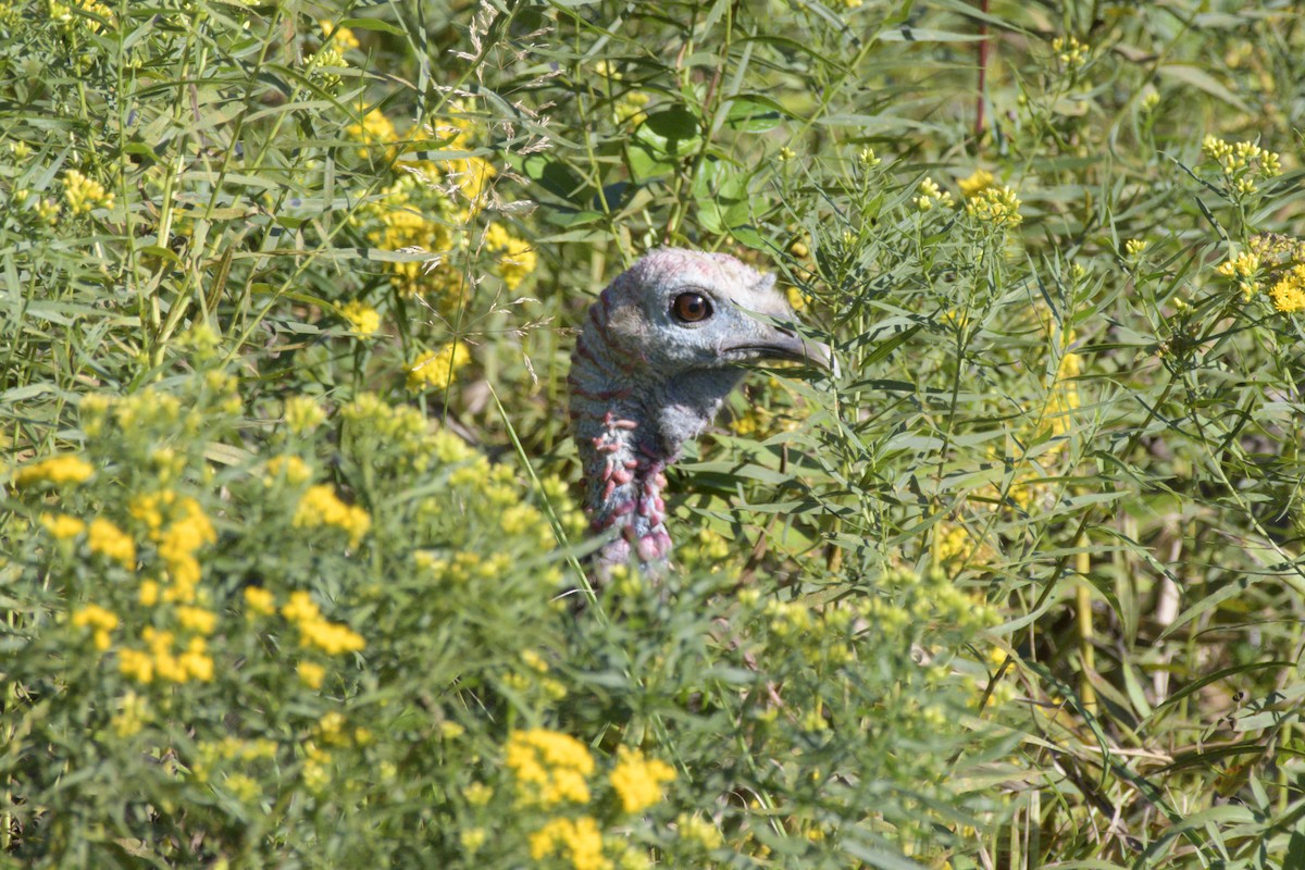 Wild Turkey - ML487092261