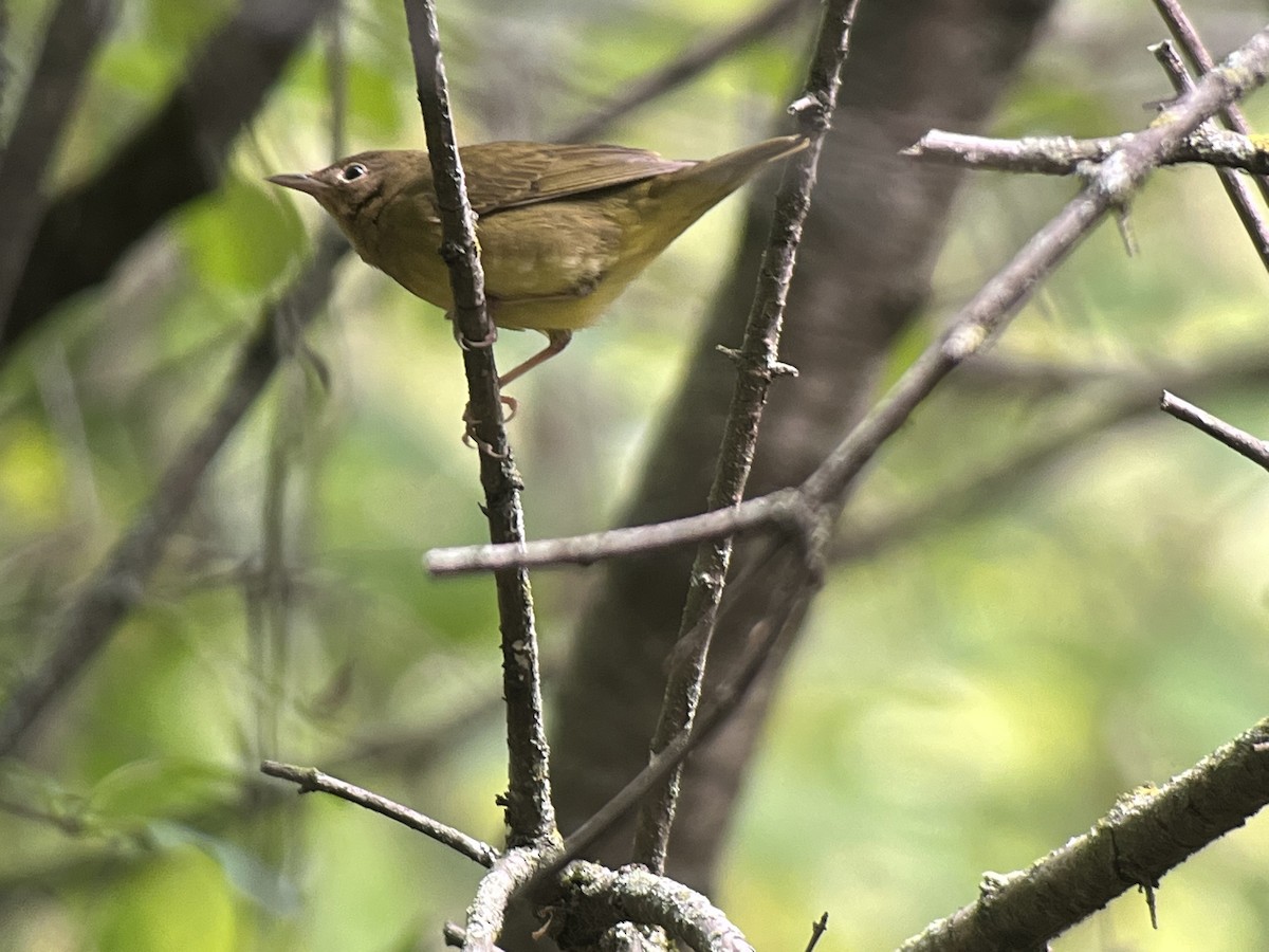 Augenring-Waldsänger - ML487092581