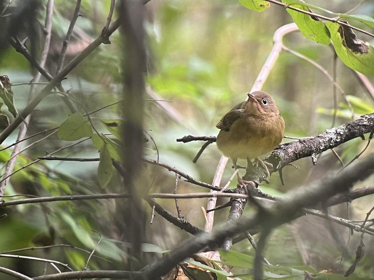 Connecticut Warbler - David Hof