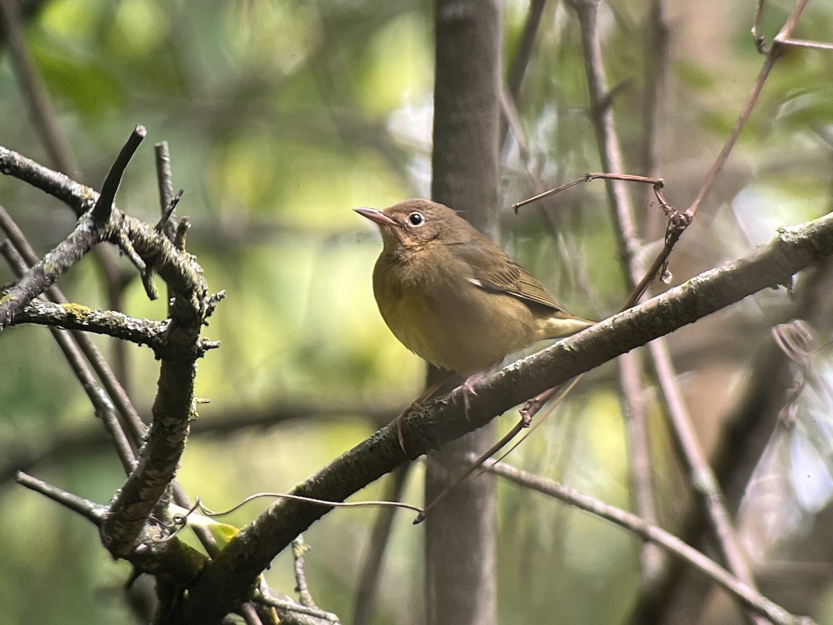 Connecticut Warbler - ML487093561