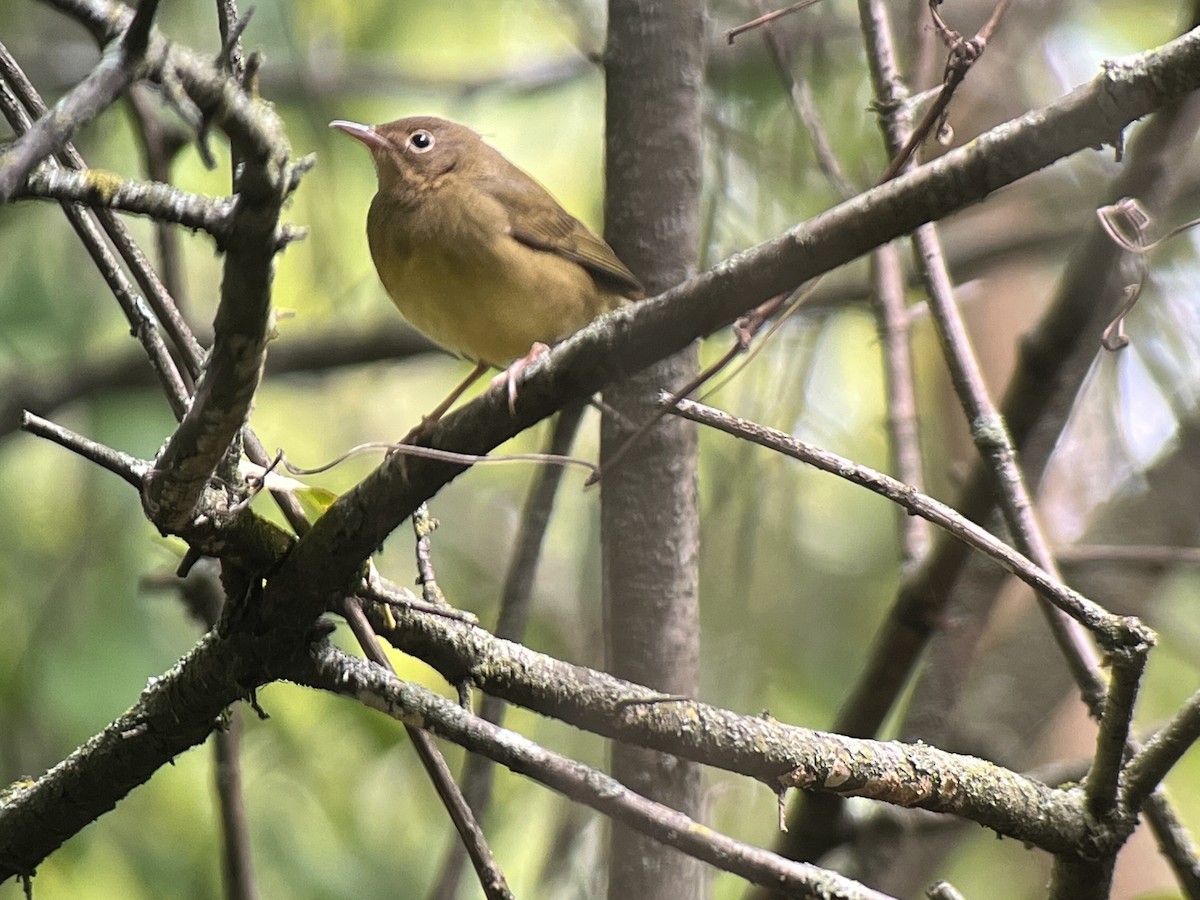 Connecticut Warbler - David Hof