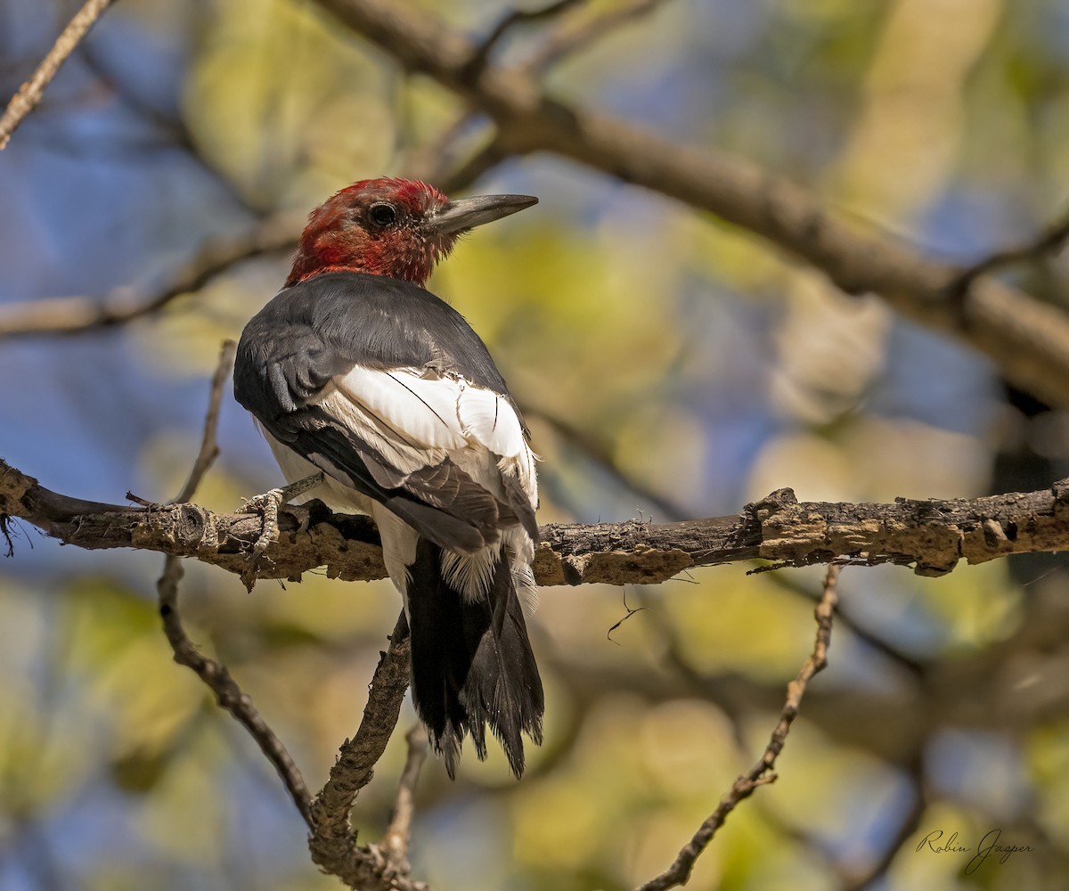 Red-headed Woodpecker - ML487094351