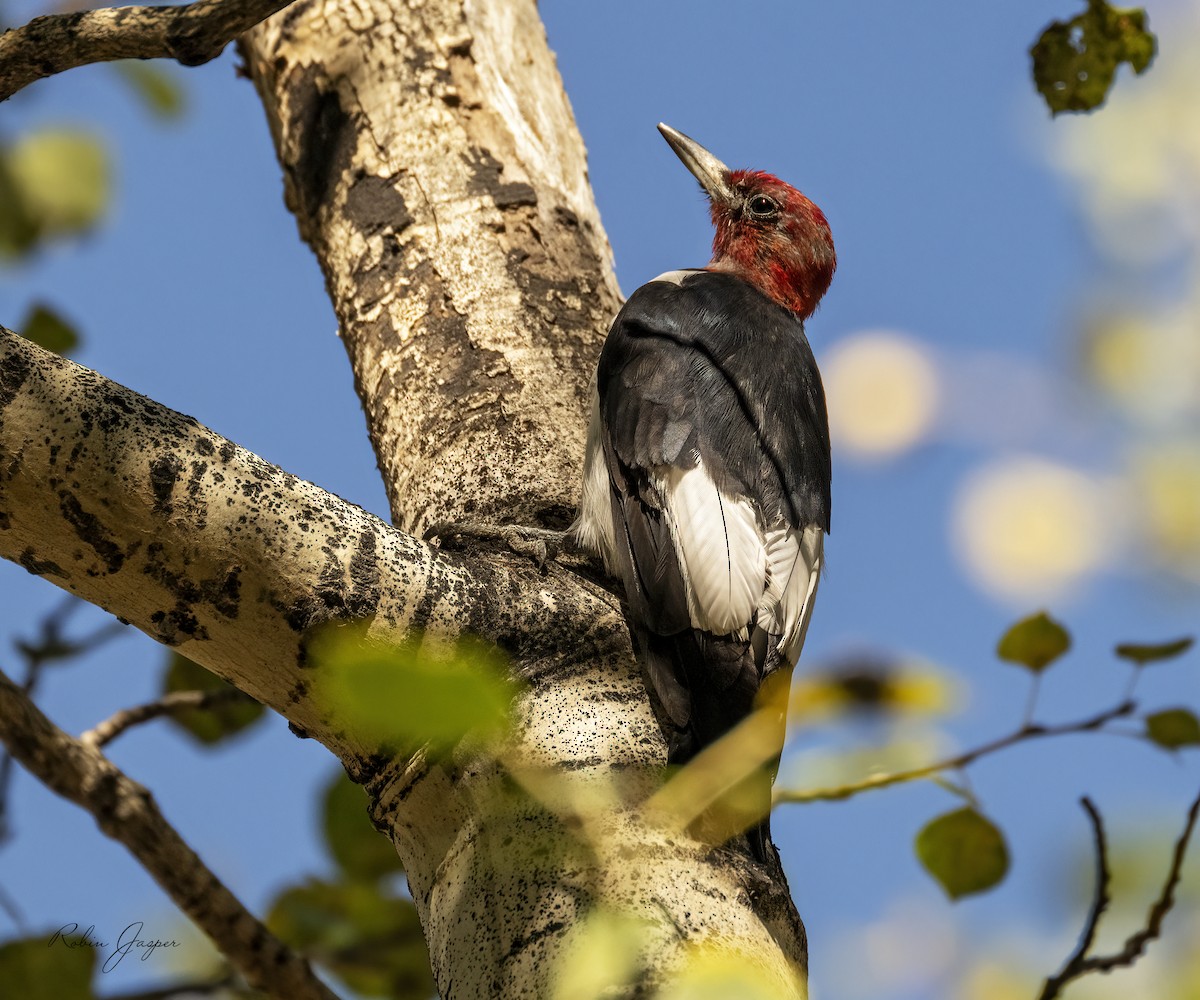 Red-headed Woodpecker - ML487094361