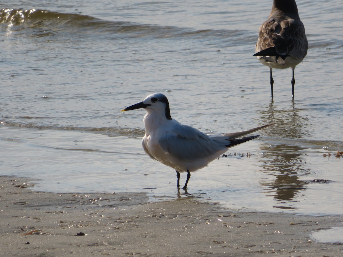 Sandwich Tern - ML487094781