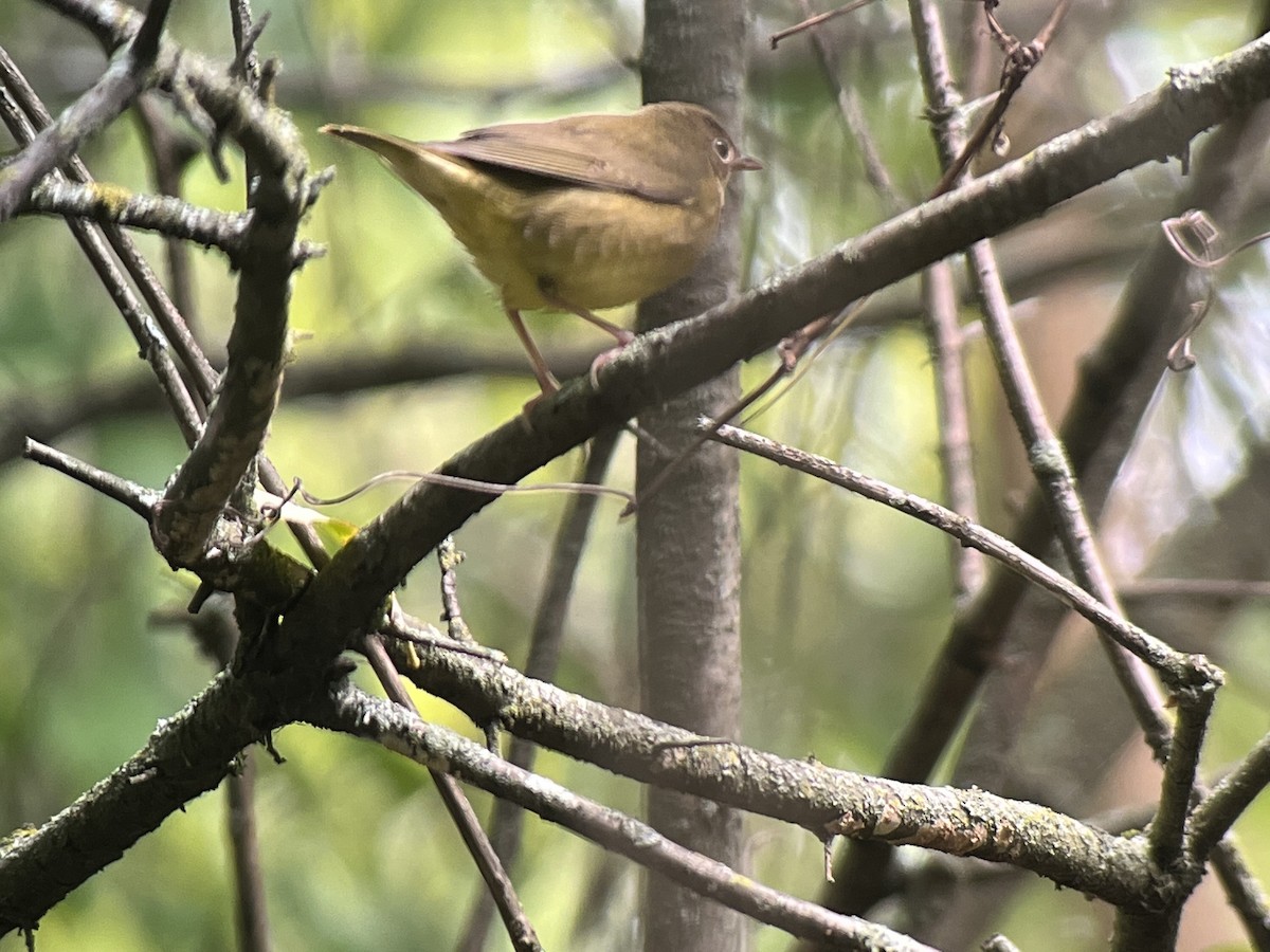 Connecticut Warbler - David Hof