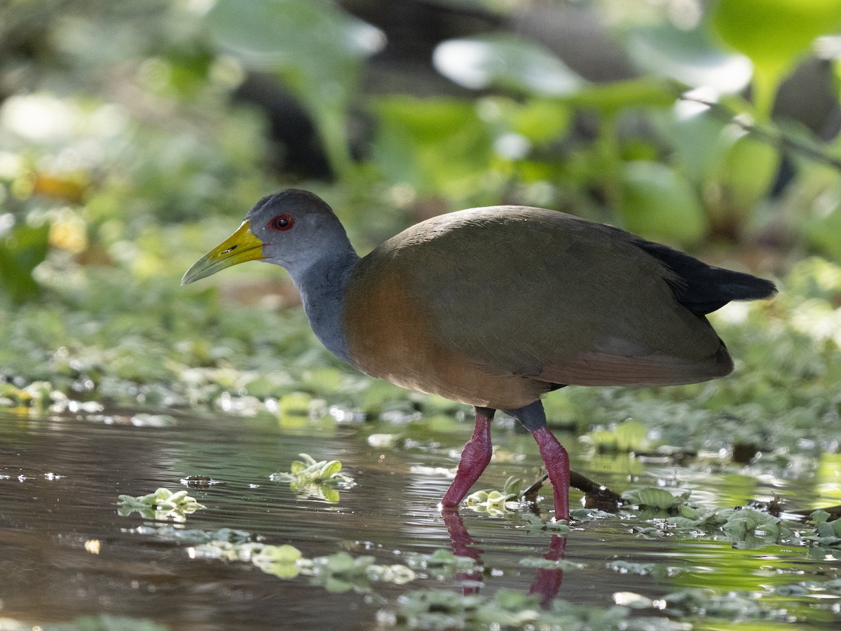 Gray-cowled Wood-Rail - ML487094971