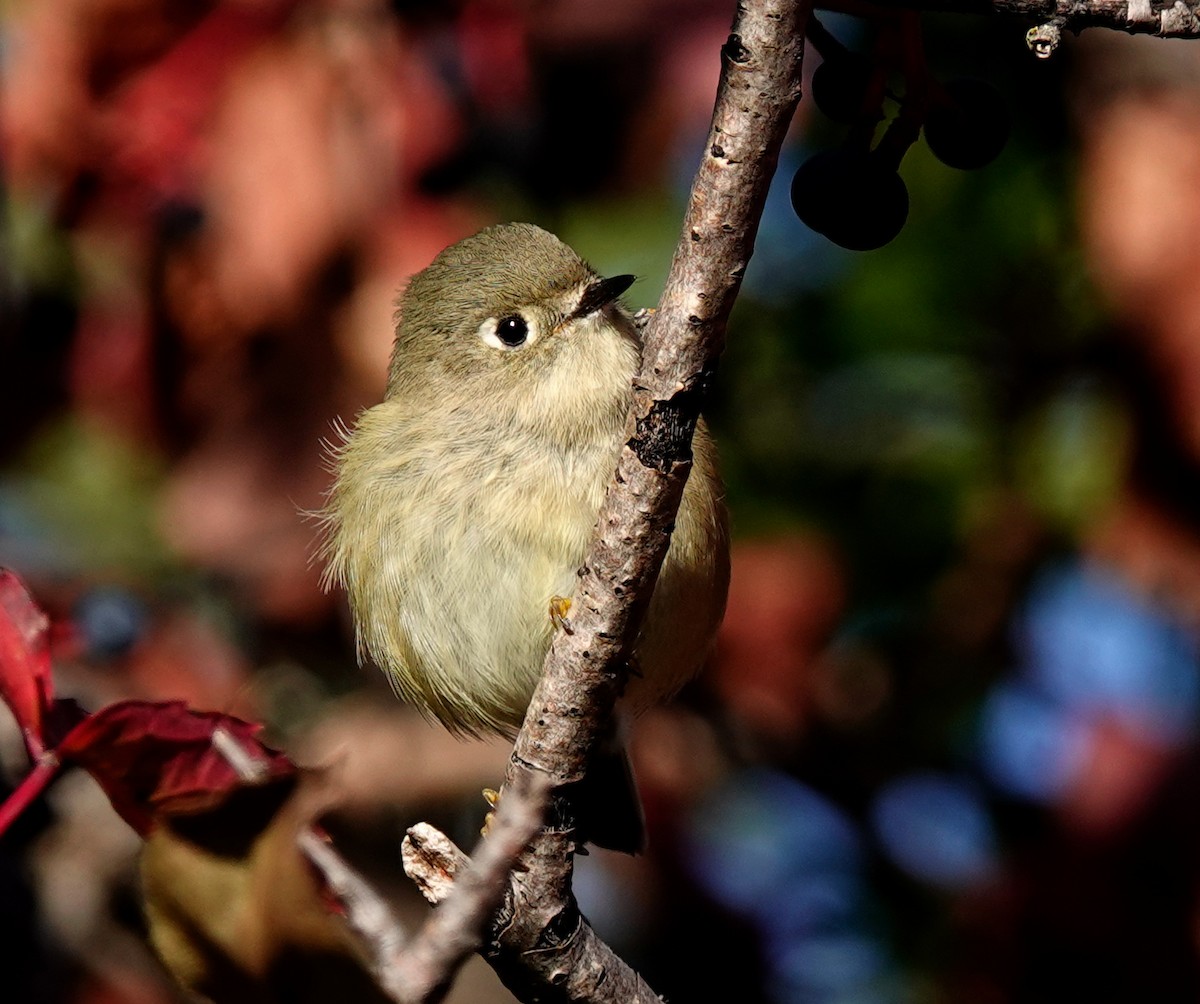 Ruby-crowned Kinglet - Louise Courtemanche 🦅
