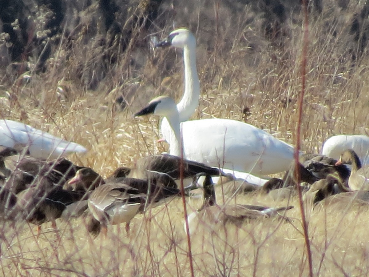Trumpeter Swan - ML48709611