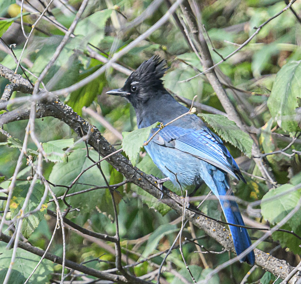 Steller's Jay - ML487096581