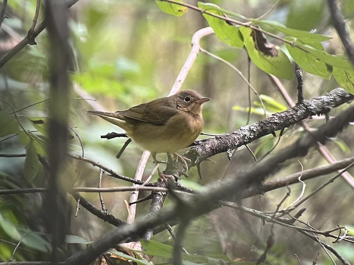 Connecticut Warbler - ML487096721