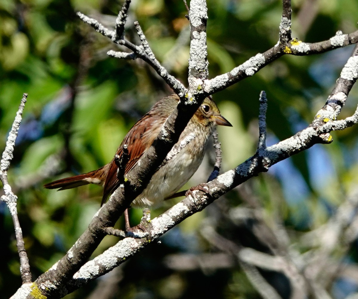 Swamp Sparrow - ML487097221