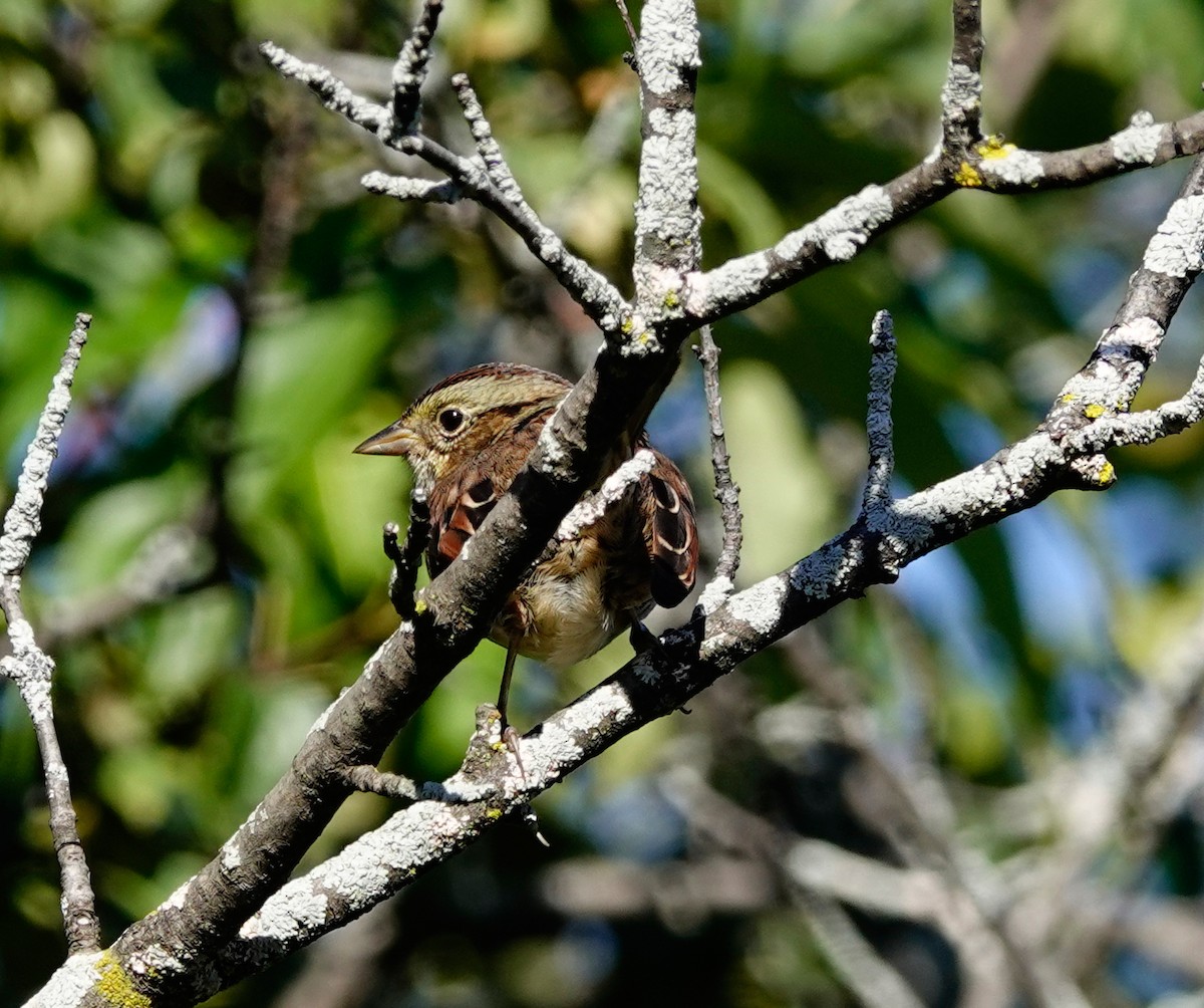 Swamp Sparrow - ML487097321