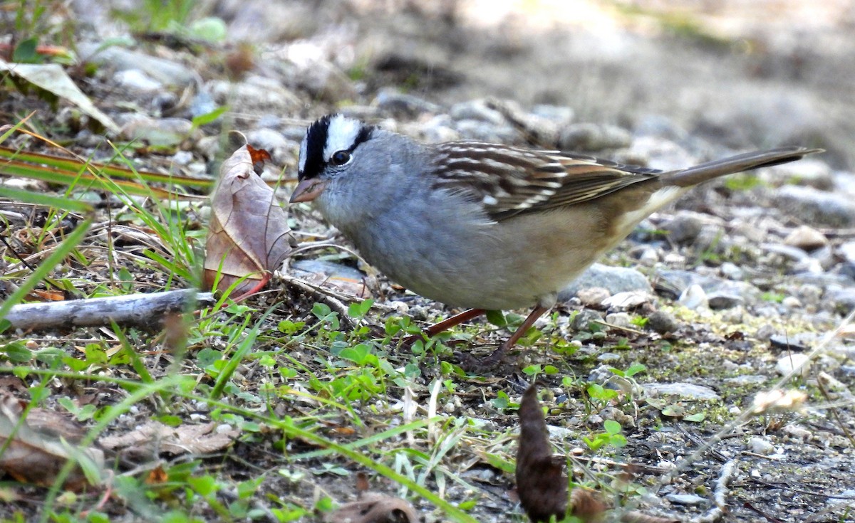 White-crowned Sparrow - ML487098081