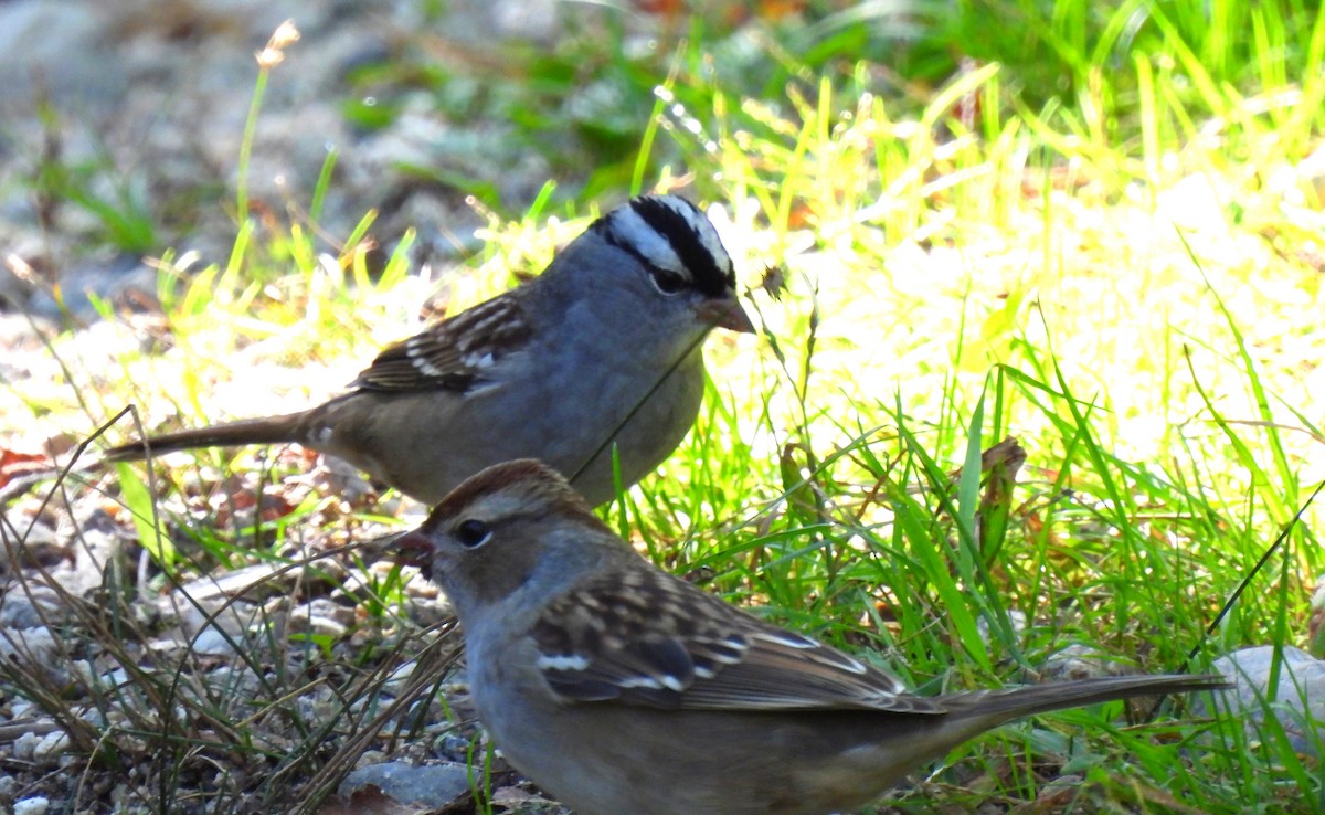 White-crowned Sparrow - ML487098101