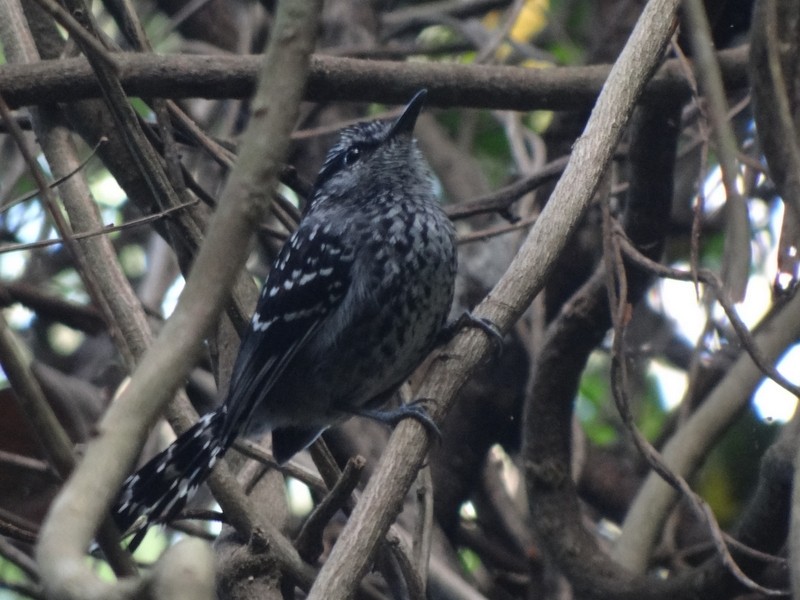 Scaled Antbird - Catherine McFadden