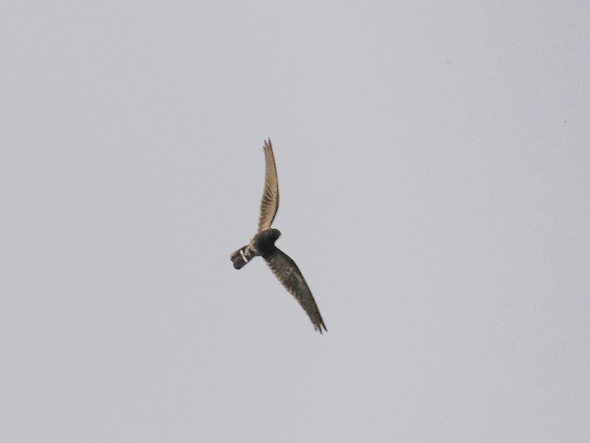 Band-tailed Nighthawk - ML487100021