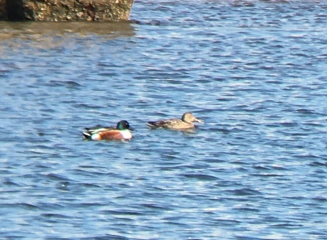 Northern Shoveler - ML48710081