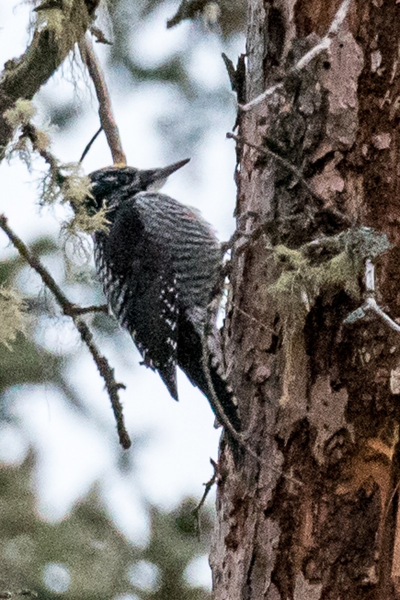 American Three-toed Woodpecker - ML48710091