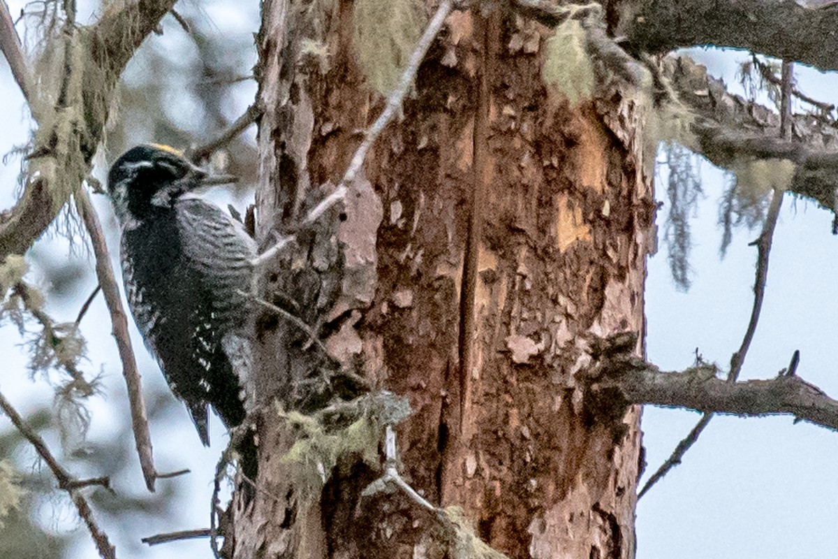 American Three-toed Woodpecker - ML48710101