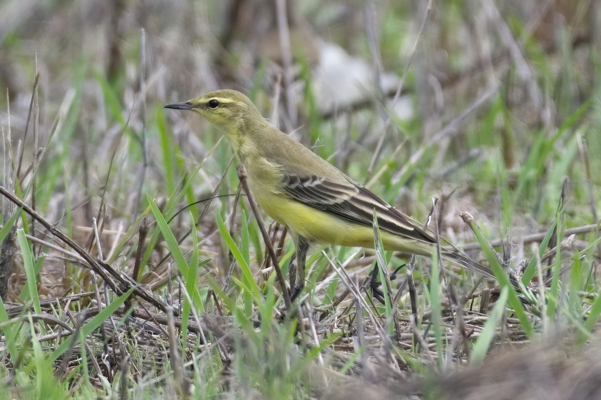 Western Yellow Wagtail (flavissima) - ML487101241
