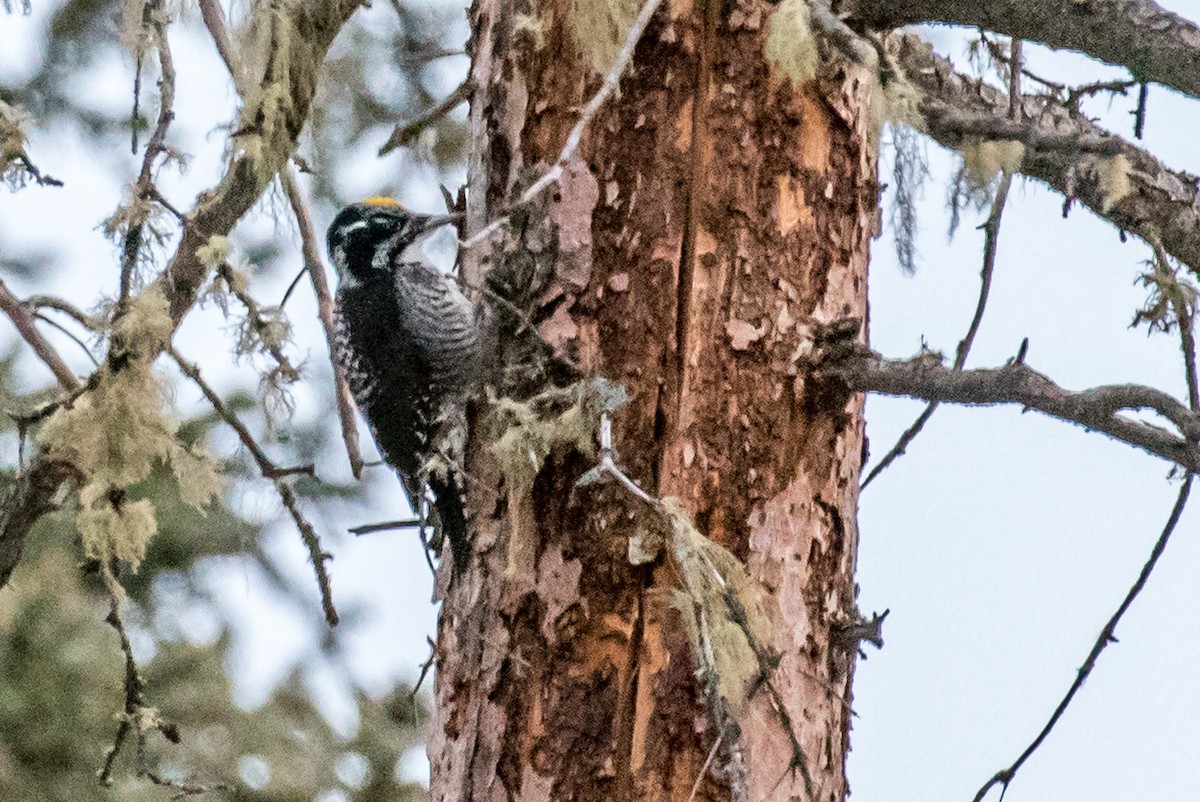 American Three-toed Woodpecker - ML48710131