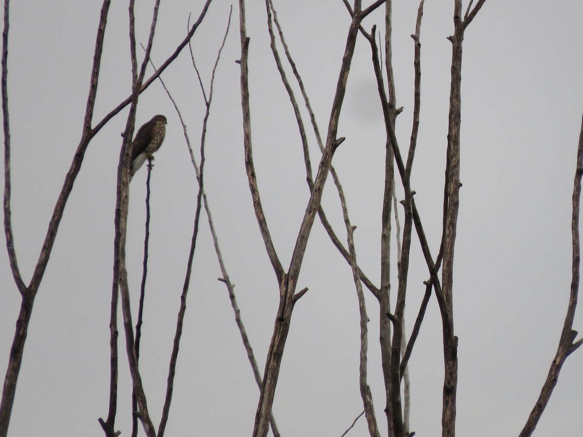 Eckschwanzsperber - ML487101581