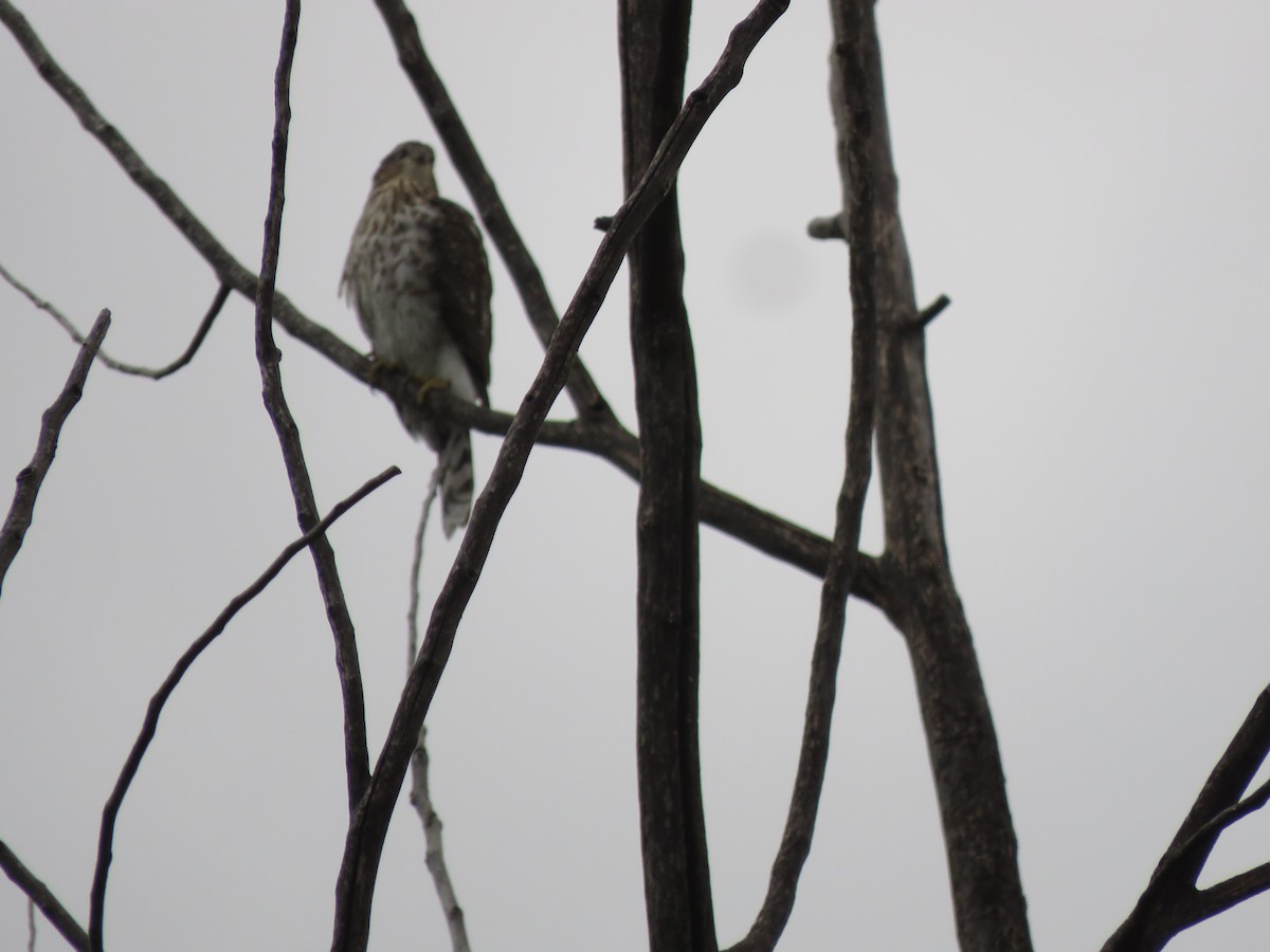 Cooper's Hawk - OCRC -  WP