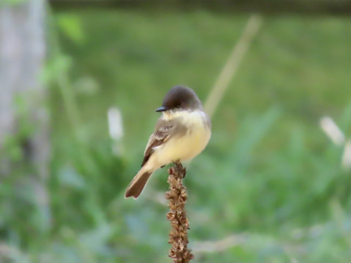 Eastern Phoebe - ML487102001