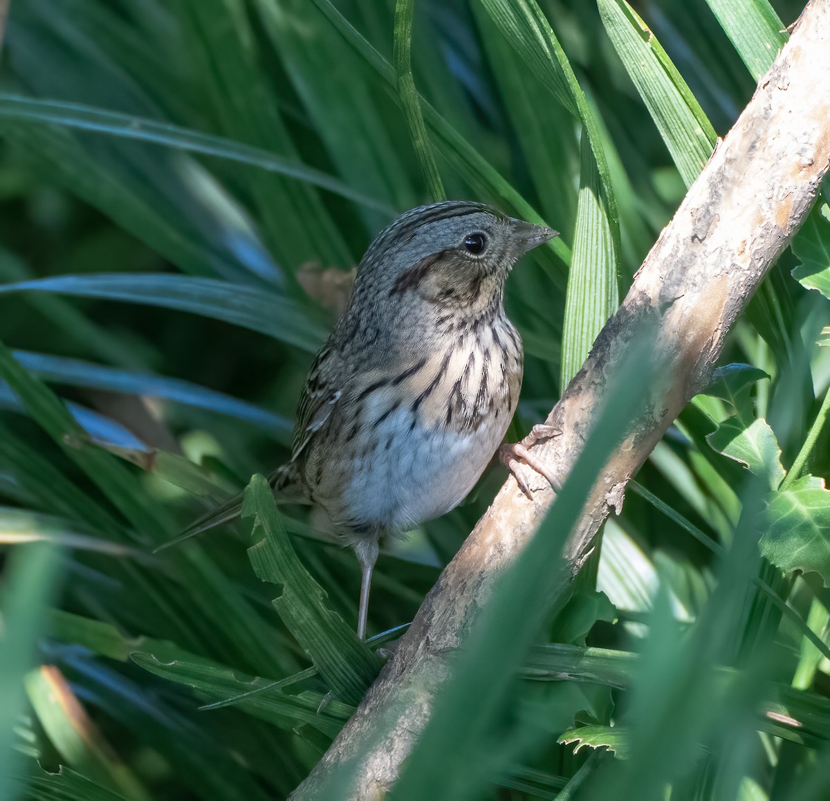 Lincoln's Sparrow - ML487102821