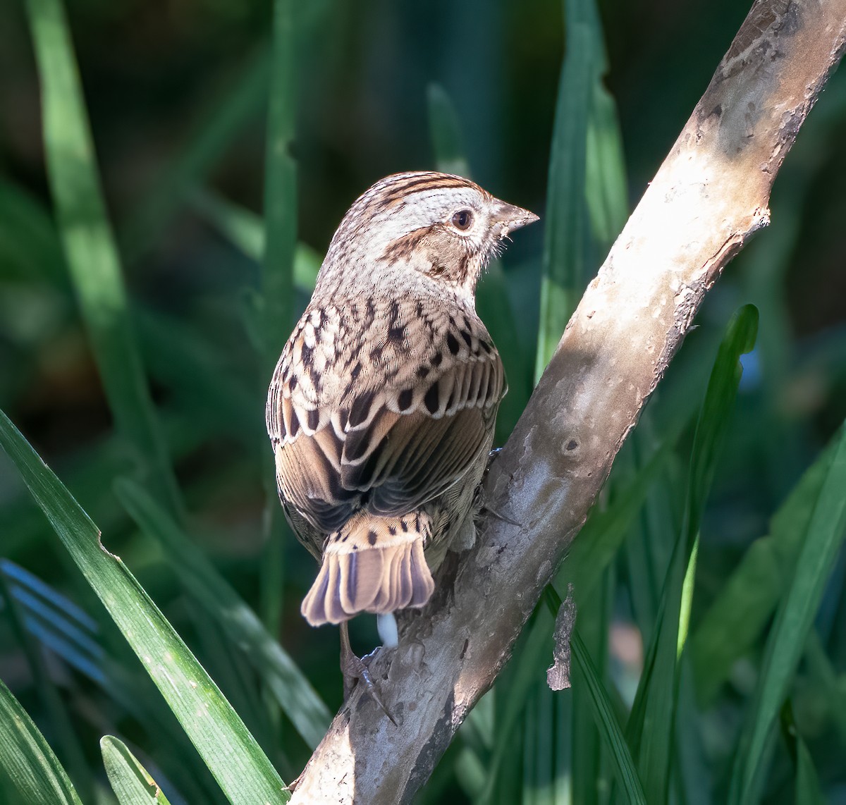 Lincoln's Sparrow - ML487102831
