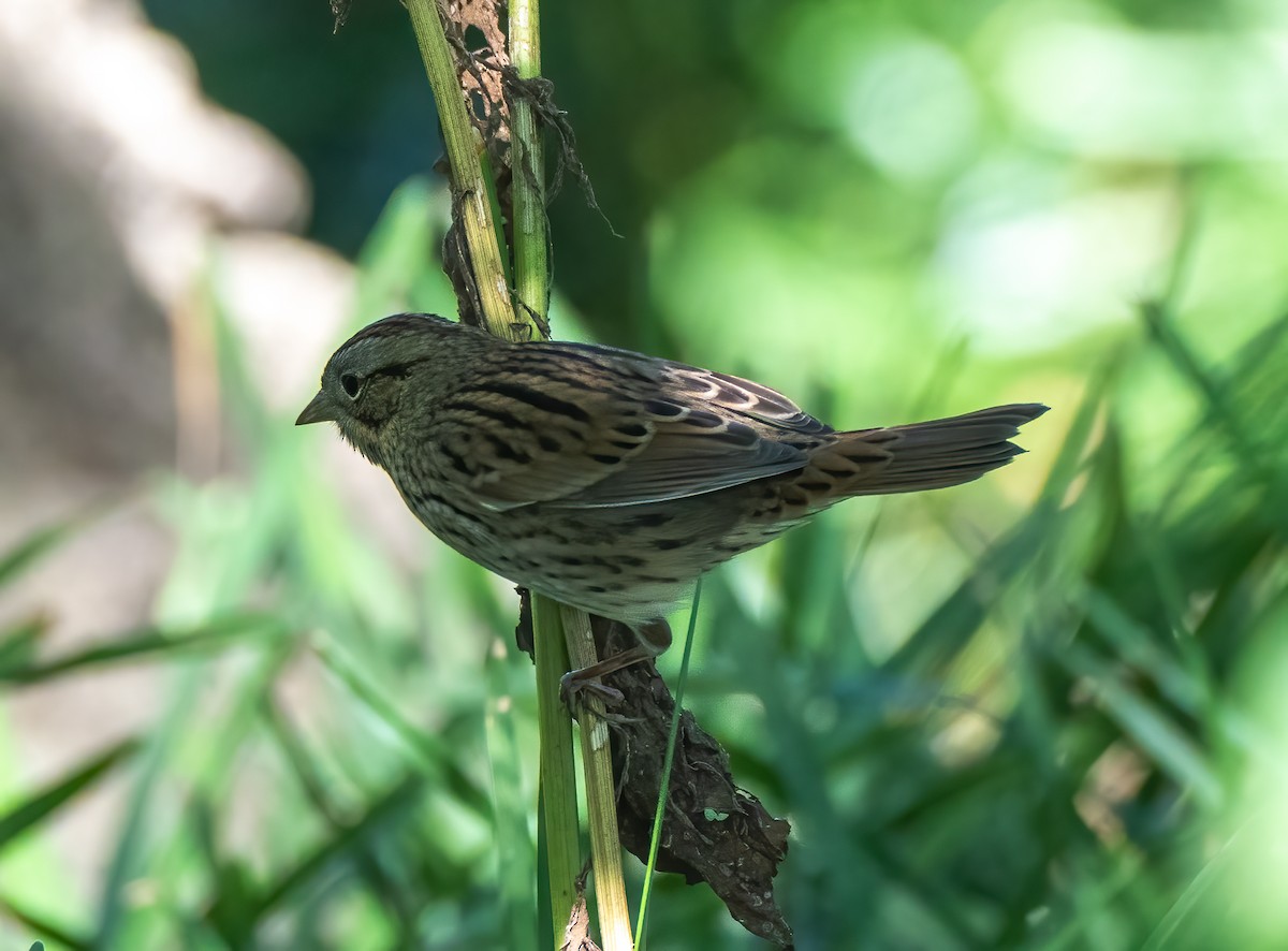 Lincoln's Sparrow - ML487102861
