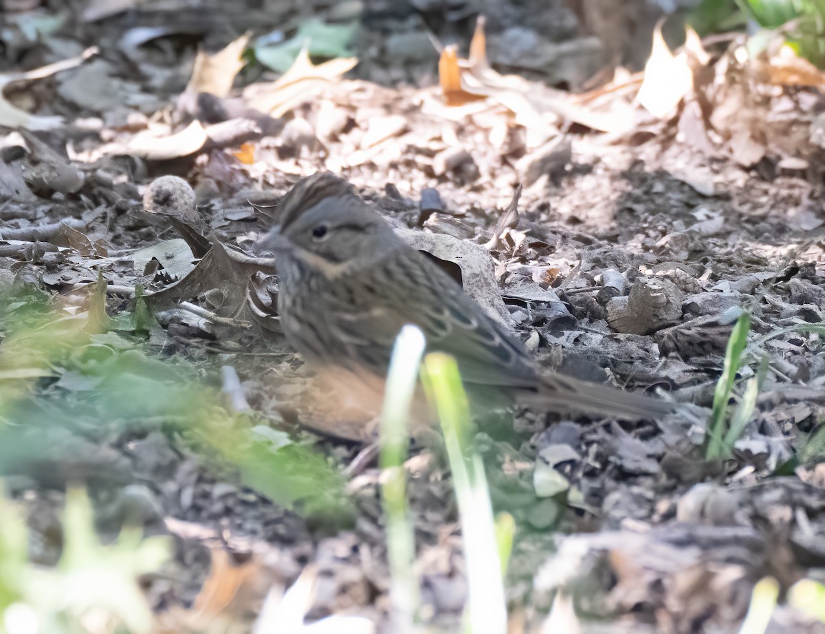 Lincoln's Sparrow - ML487103481