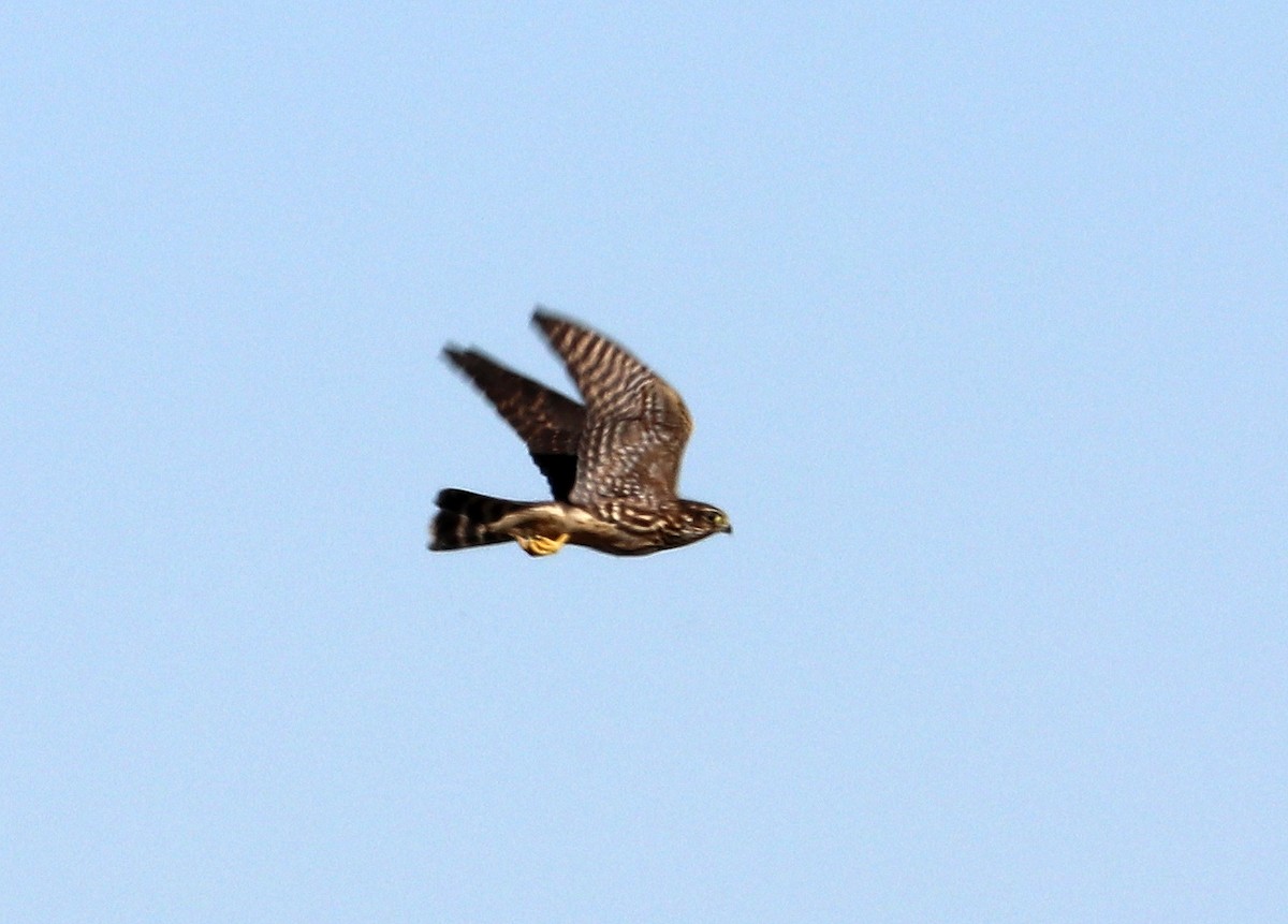 Підсоколик малий (підвид columbarius) - ML487104701